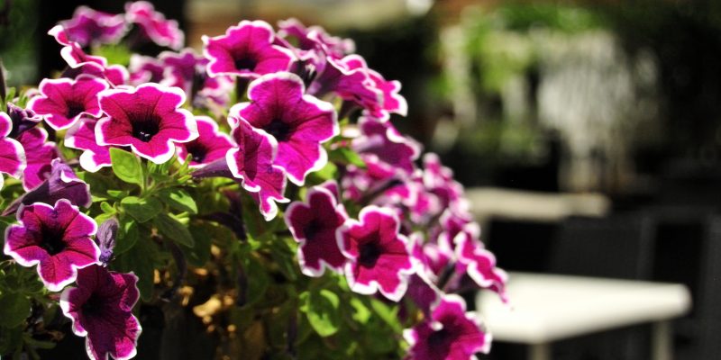 flor de mayo flor de mayo